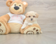 7 week old Maltipoo Puppy For Sale - Pilesgrove Pups