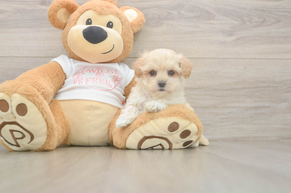 5 week old Maltipoo Puppy For Sale - Pilesgrove Pups