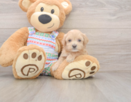 8 week old Maltipoo Puppy For Sale - Pilesgrove Pups