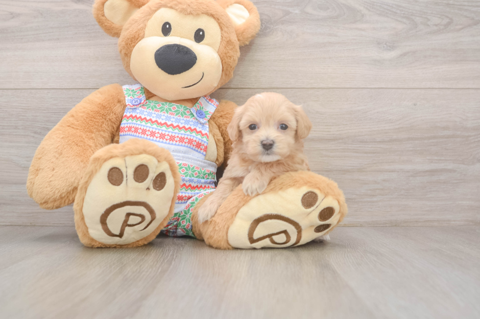 5 week old Maltipoo Puppy For Sale - Pilesgrove Pups