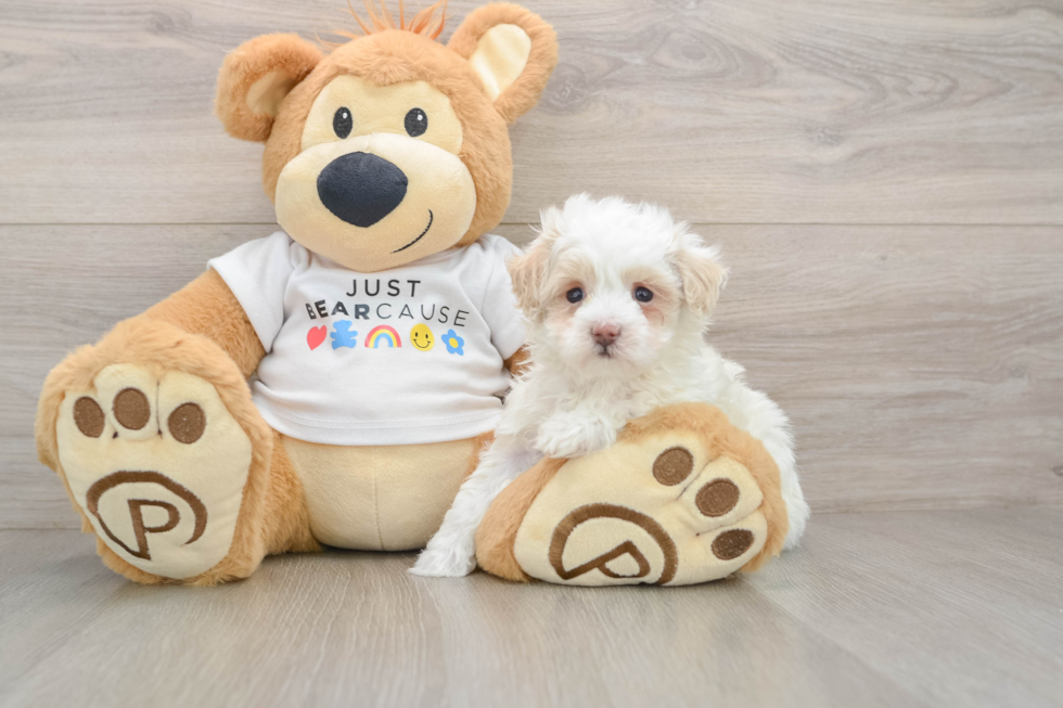 Playful Maltese Poodle Poodle Mix Puppy