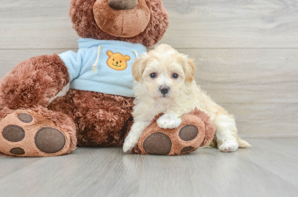 6 week old Maltipoo Puppy For Sale - Pilesgrove Pups