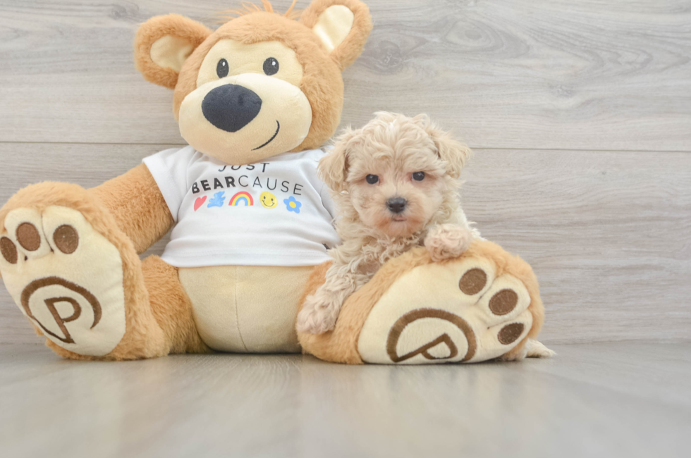 7 week old Maltipoo Puppy For Sale - Pilesgrove Pups