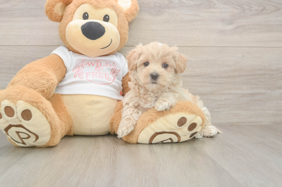 5 week old Maltipoo Puppy For Sale - Pilesgrove Pups