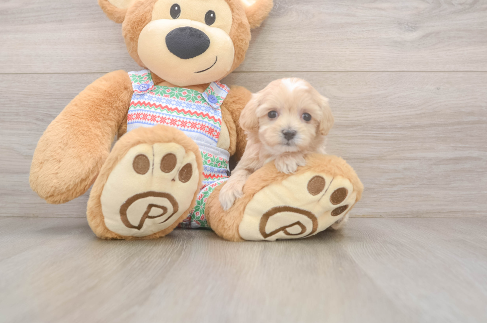 5 week old Maltipoo Puppy For Sale - Pilesgrove Pups