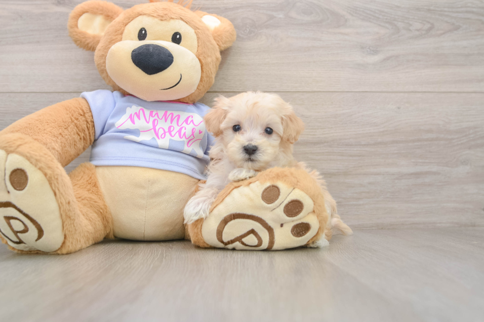 Petite Maltipoo Poodle Mix Pup