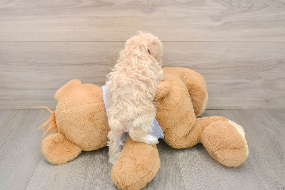 Smart Maltipoo Poodle Mix Pup