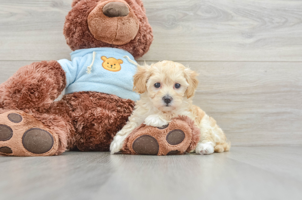 6 week old Maltipoo Puppy For Sale - Pilesgrove Pups