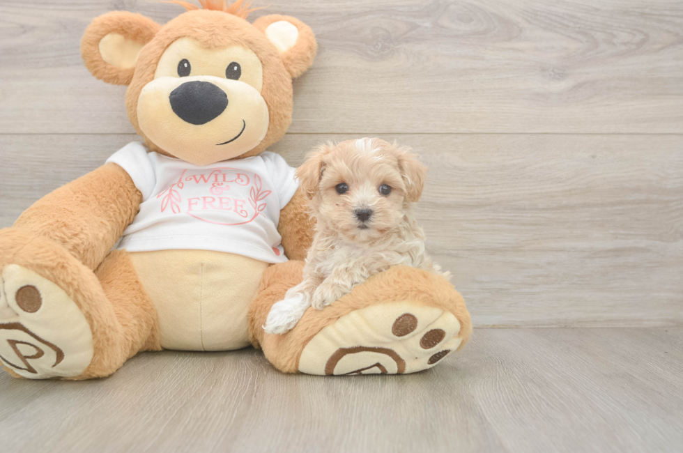 5 week old Maltipoo Puppy For Sale - Pilesgrove Pups