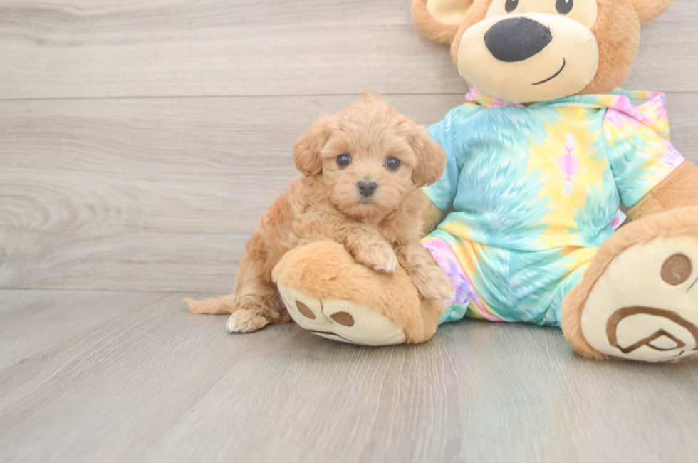 6 week old Maltipoo Puppy For Sale - Pilesgrove Pups