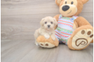 Best Maltipoo Baby