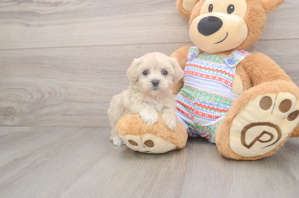 5 week old Maltipoo Puppy For Sale - Pilesgrove Pups