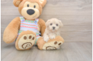 Best Maltipoo Baby