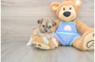 Maltipoo Puppy for Adoption