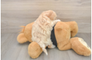 Maltipoo Puppy for Adoption