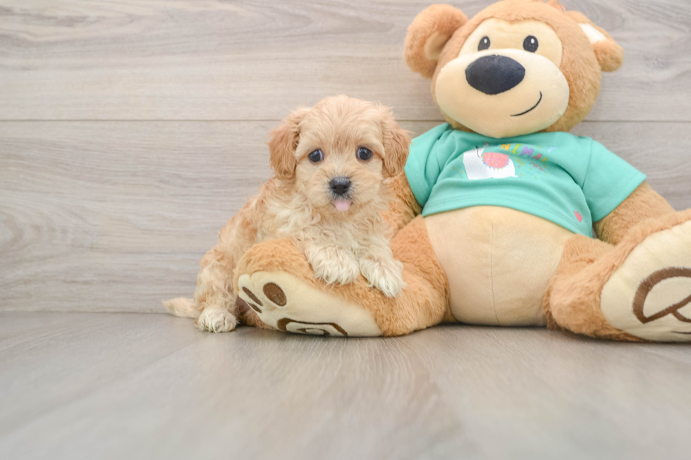 Best Maltipoo Baby