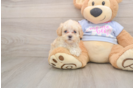 Best Maltipoo Baby