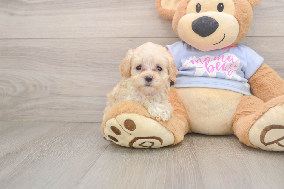 Best Maltipoo Baby