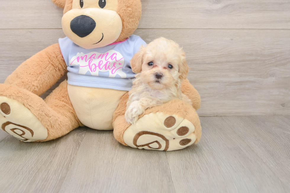 Best Maltipoo Baby