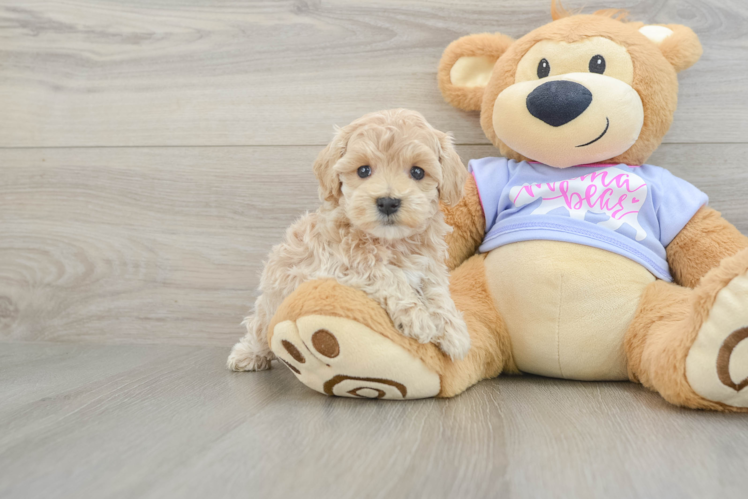 Energetic Moodle Poodle Mix Puppy