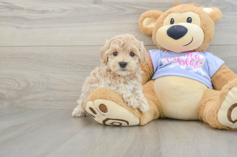 5 week old Maltipoo Puppy For Sale - Pilesgrove Pups