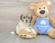 7 week old Maltipoo Puppy For Sale - Pilesgrove Pups