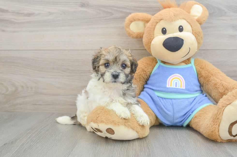 5 week old Maltipoo Puppy For Sale - Pilesgrove Pups