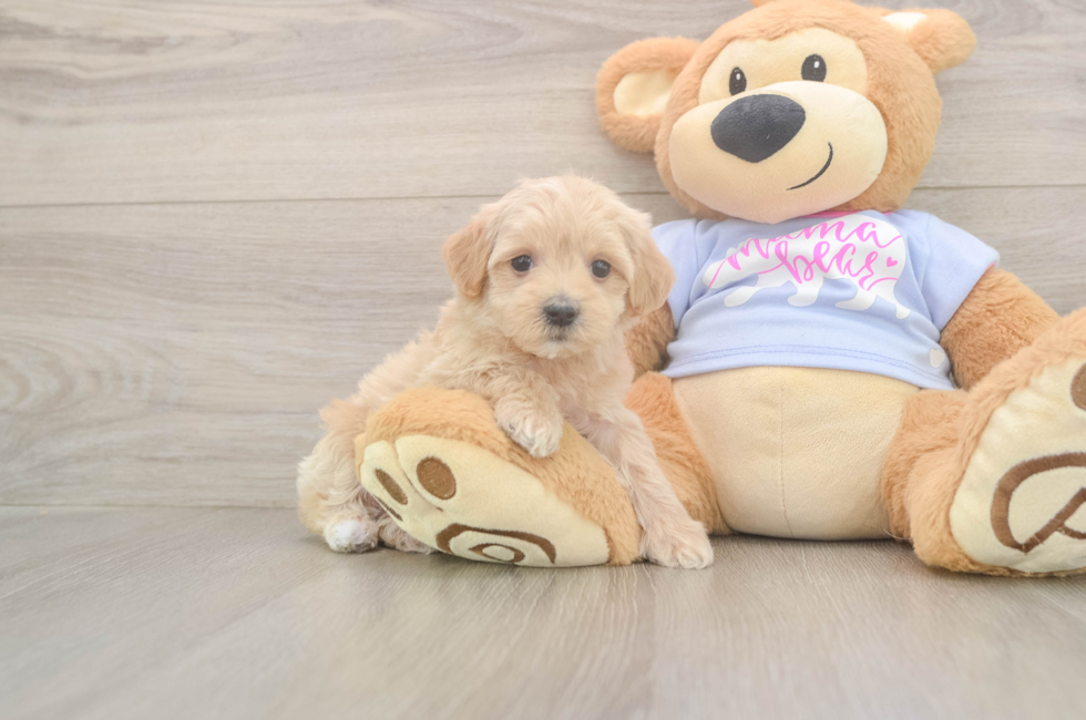 6 week old Maltipoo Puppy For Sale - Pilesgrove Pups
