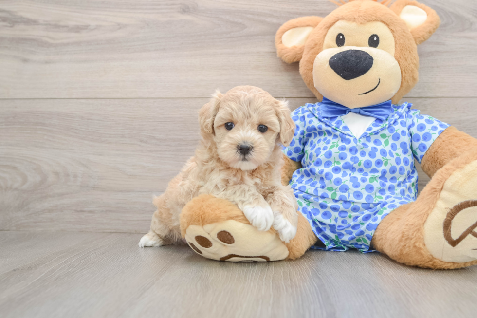 Fluffy Maltipoo Poodle Mix Pup