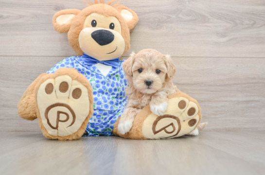 Maltipoo Pup Being Cute