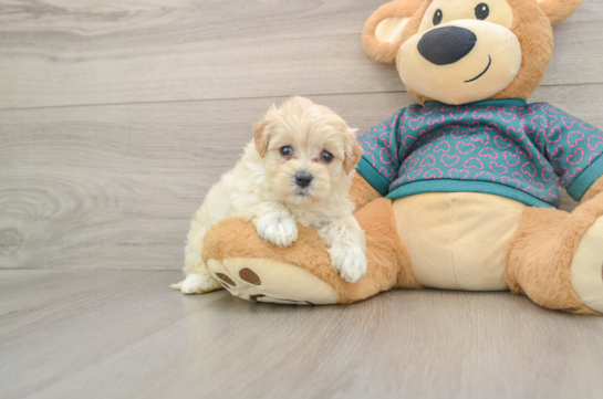 Maltipoo Puppy for Adoption
