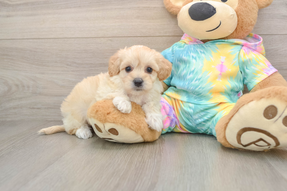 Popular Maltipoo Poodle Mix Pup