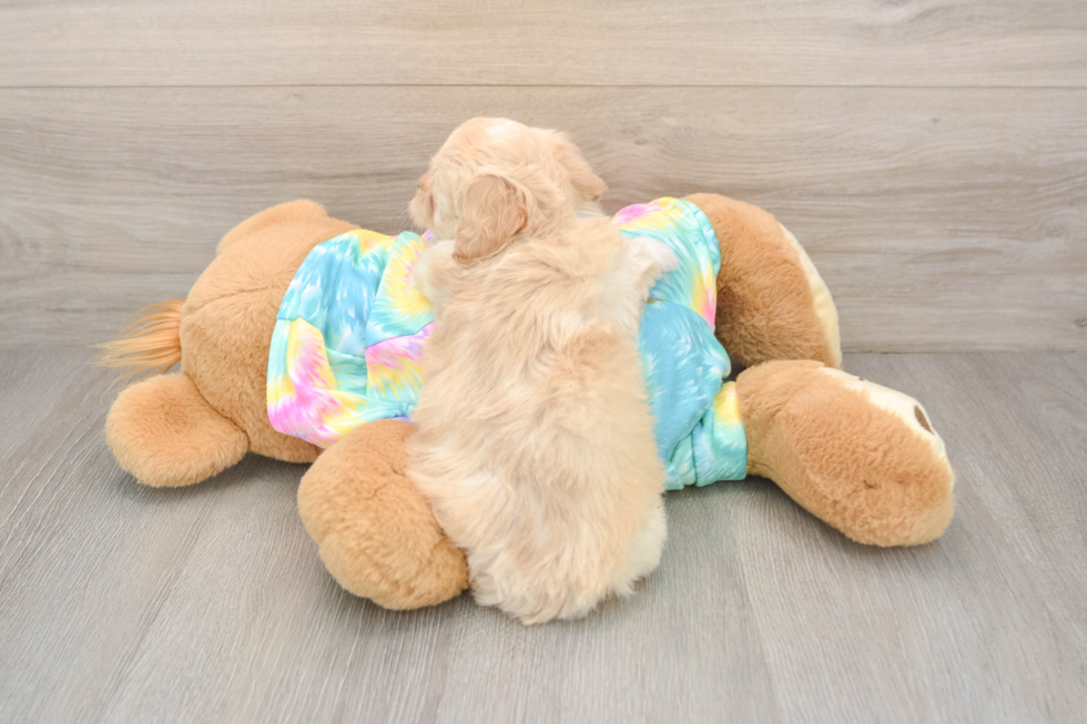 Cute Maltipoo Baby