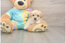 Hypoallergenic Malt a Poo Poodle Mix Puppy