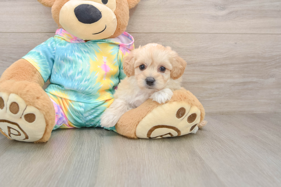 Hypoallergenic Malt a Poo Poodle Mix Puppy