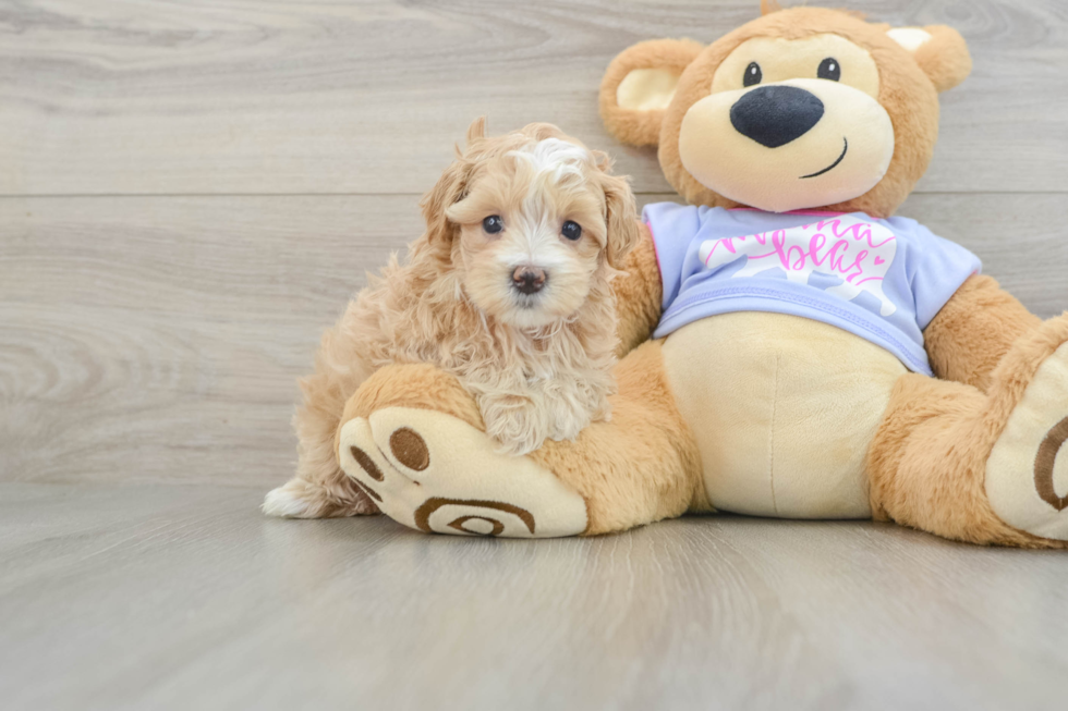 Maltipoo Puppy for Adoption