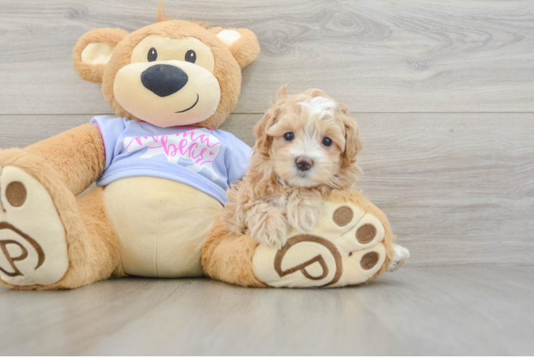 Funny Maltipoo Poodle Mix Pup