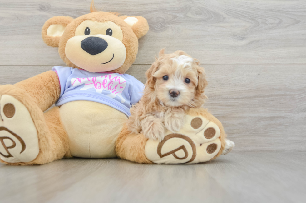 Funny Maltipoo Poodle Mix Pup