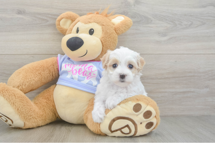 Funny Maltipoo Poodle Mix Pup