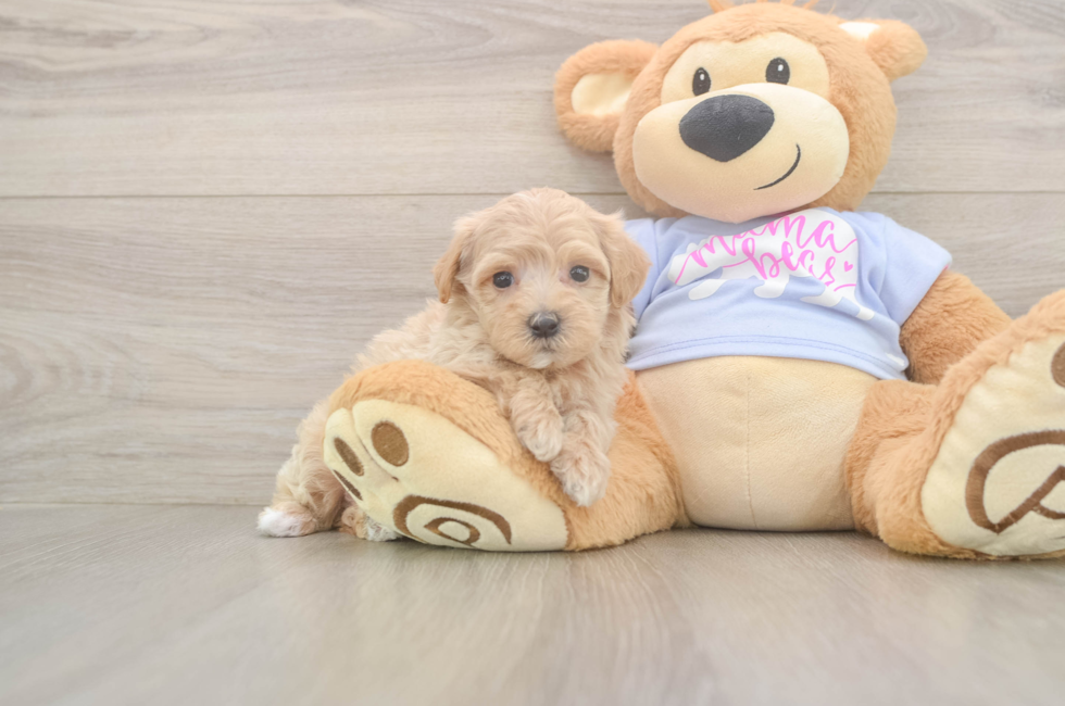 6 week old Maltipoo Puppy For Sale - Pilesgrove Pups