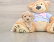 9 week old Maltipoo Puppy For Sale - Pilesgrove Pups 9 week old Maltipoo Puppy For Sale - Pilesgrove Pups
