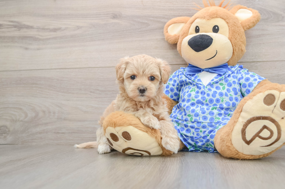 Maltipoo Puppy for Adoption