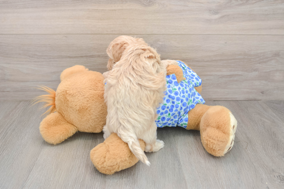 Hypoallergenic Malt Oodle Poodle Mix Puppy