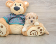 8 week old Maltipoo Puppy For Sale - Pilesgrove Pups