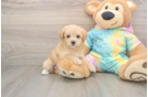 Maltipoo Puppy for Adoption