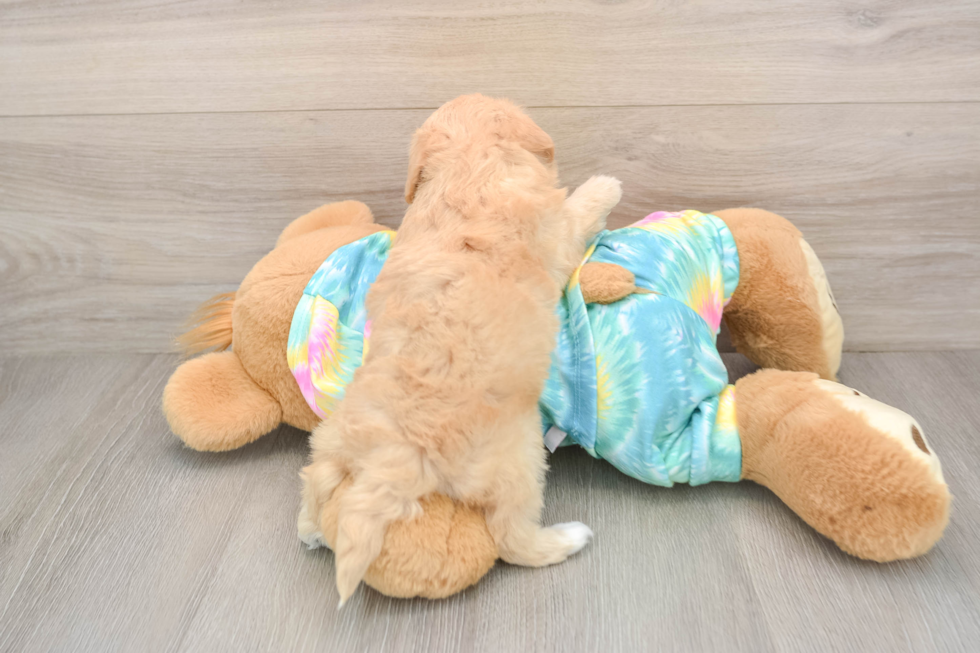 Maltipoo Puppy for Adoption