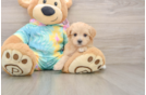 Small Maltipoo Baby