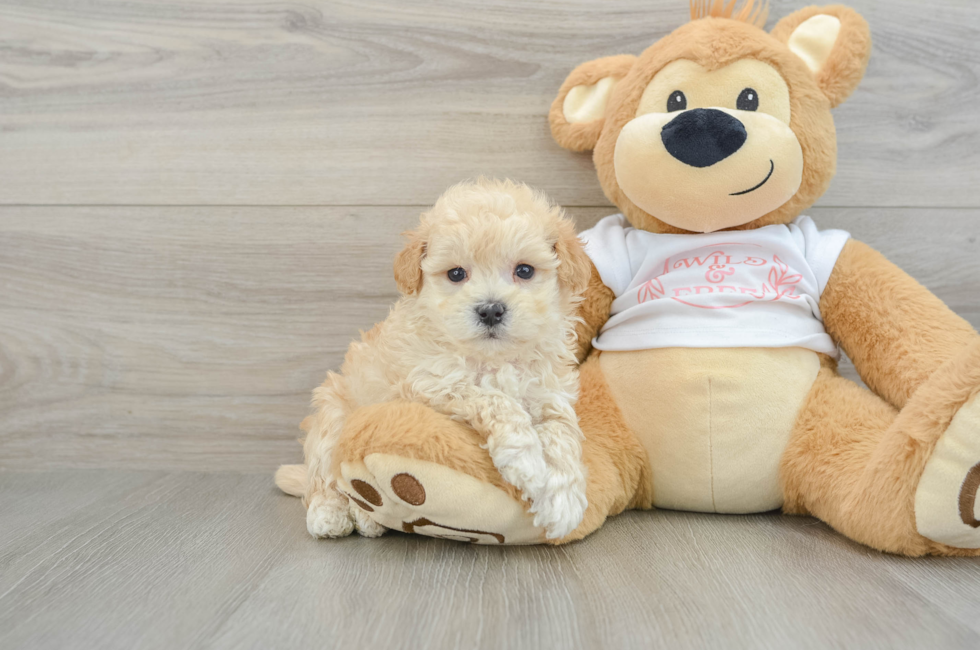 7 week old Maltipoo Puppy For Sale - Pilesgrove Pups