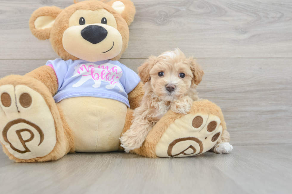 6 week old Maltipoo Puppy For Sale - Pilesgrove Pups