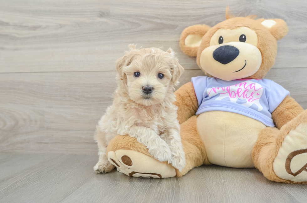 5 week old Maltipoo Puppy For Sale - Pilesgrove Pups